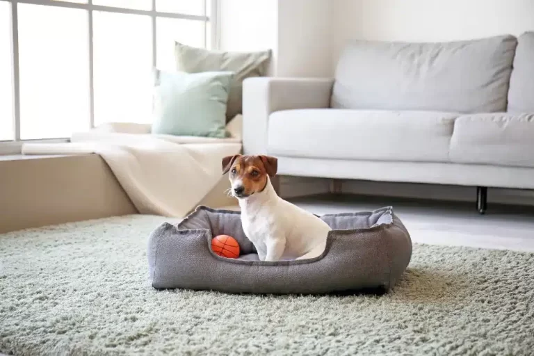 รวม 10 คอนโดเลี้ยงสัตว์ได้ ตอบโจทย์ทุกไลฟ์สไตล์